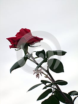 Beautiful freshly flowered red rose