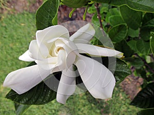 Beautiful freshly flowered white jasmine in the sunny spring garden