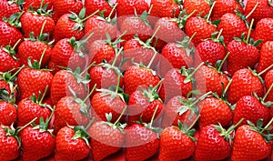 Beautiful freshly picked strawberries