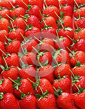 Beautiful freshly picked strawberries