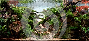 Beautiful freshwater aquarium. Aquascape with tropical underwater plants, Frodo stones and redmoor roots covered by java