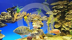 Beautiful freshwater aquarium with green plants and many fish over blue background. Freshwater aquarium with a large