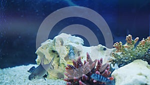 Beautiful freshwater aquarium with white ground and meditative fish. Underwater landscape with space background. Stars