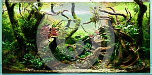 Beautiful freshwater aquascape with live aquarium plants photo