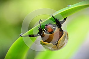 On the foliage a beautiful beetle Pelidnota punctata hiding from the rain photo