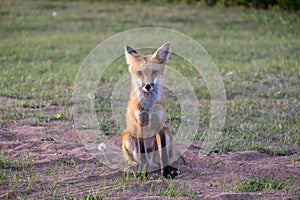 Beautiful and Friendly Red Fox Sitting 1