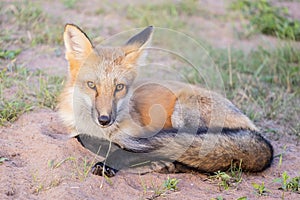 Beautiful and Friendly Red Fox Sitting #12