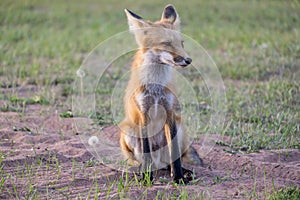 Beautiful and Friendly Red Fox Sitting 3