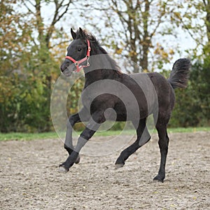 Beautiful friesian foal running on sand in autumn