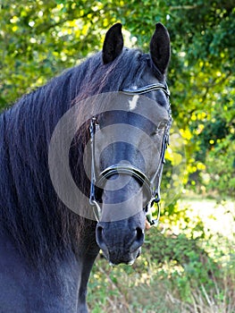 Beautiful Friesian Horse