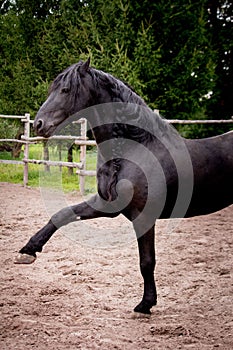 Beautiful friesian horse kicking his leg playful