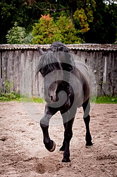 Beautiful friesian horse kicking his leg playful