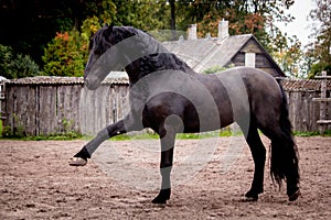 Beautiful friesian horse kicking his leg playful