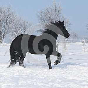 Beautiful friesian mare with mane running in snow
