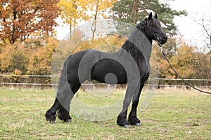 Beautiful friesian stallion in autumn