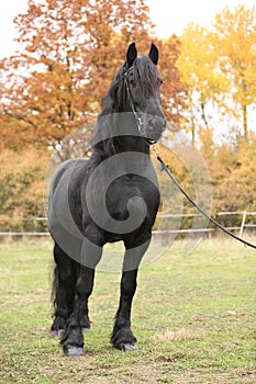 Beautiful friesian stallion in autumn