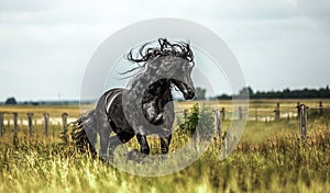 Beautiful friesian stallion black horses