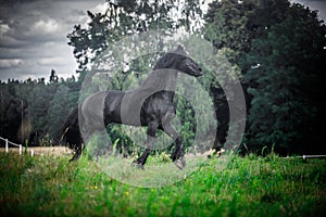 Black Friesian stallion