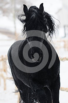 Beautiful friesian stallion in winter