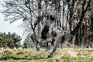 Beautiful black friesian stud stallion photo