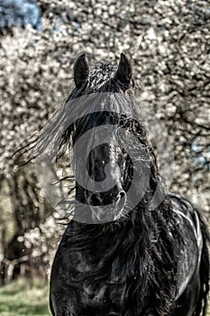 Beautiful black friesian stud stallion photo