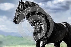 Beautiful black friesian stud stallion photo