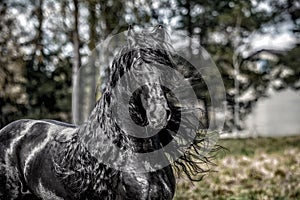 Beautiful black friesian stud stallion photo