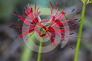 Fancy Red Spider Lily Blossoms - Lycoris radiata photo