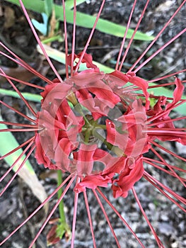 Fancy Red Spider Lily Blossom Closeup - Lycoris radiata photo