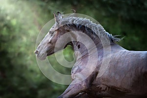 Beautiful frisian horse