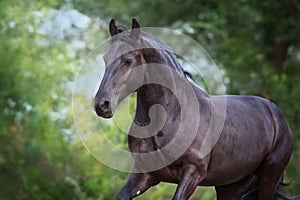 Beautiful frisian horse