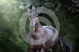 Beautiful frisian horse