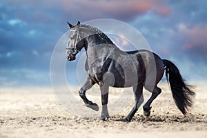 Beautiful frisian stallion dressage