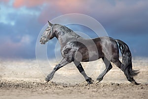 Frisian horse trot photo