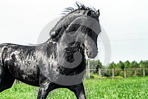 A beautiful Frisian stallion running free. photo