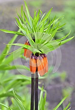 Beautiful Fritillaria imperialis flower