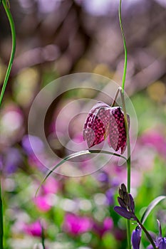 beautiful  fritillaria meleagris, chess flowers in garden