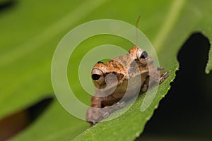 Beautiful Frog at Borneo