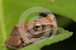 Beautiful Frog at Borneo