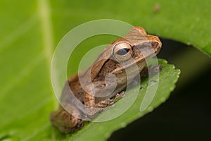 Beautiful Frog at Borneo