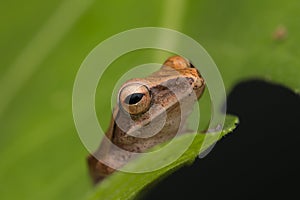 Beautiful Frog at Borneo