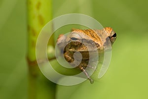 Beautiful Frog at Borneo