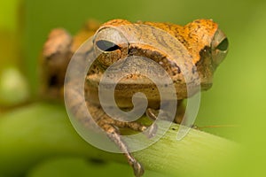 Beautiful Frog at Borneo