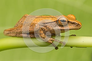 Beautiful Frog at Borneo