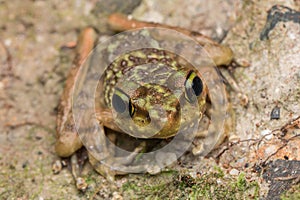 Beautiful Frog of Borneo