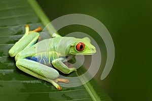 Beautiful frog in forest, exotic animal from central America. Red-eyed Tree Frog, Agalychnis callidryas, animal with big red eyes,
