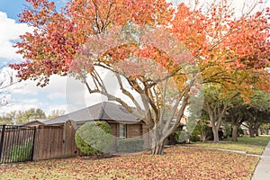 Beautiful front yard of typical single family houses near Dallas in fall season colorful leaves