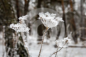 Beautiful frost on plants close up