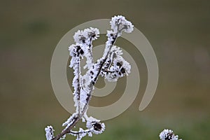 Hermoso escarcha muy frío escarchado árboles 