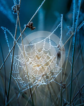 A beautiful frosted spider web in an early spring mornig. Cold morning scenery in a meadow. Ice on spider web.